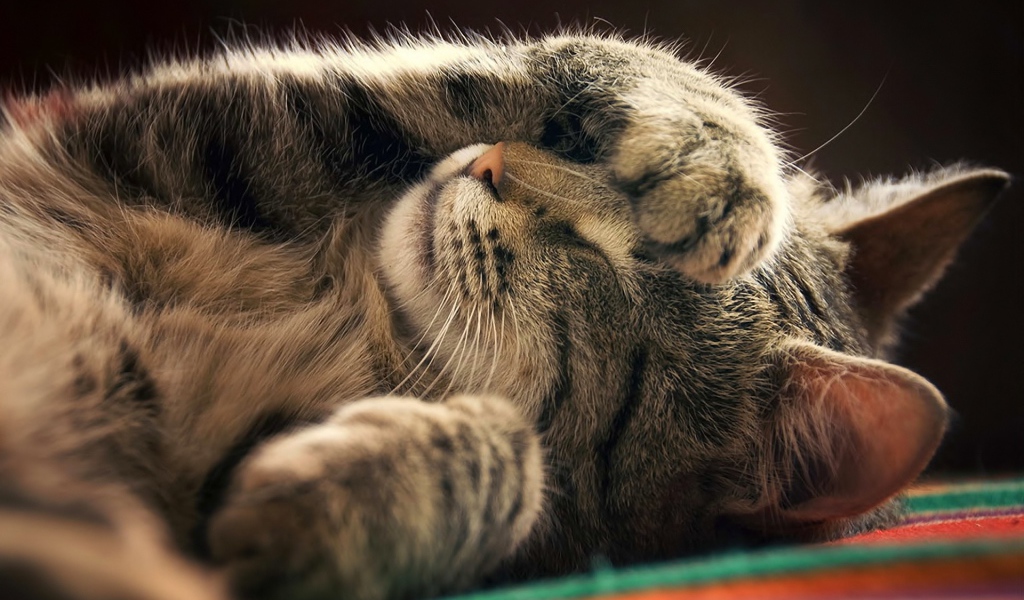 Кот закрывает мордочку лапой