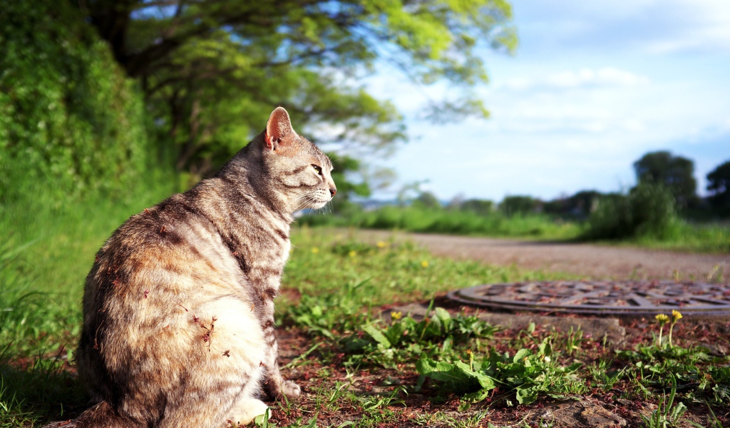 Кот сидит на земле возле люка