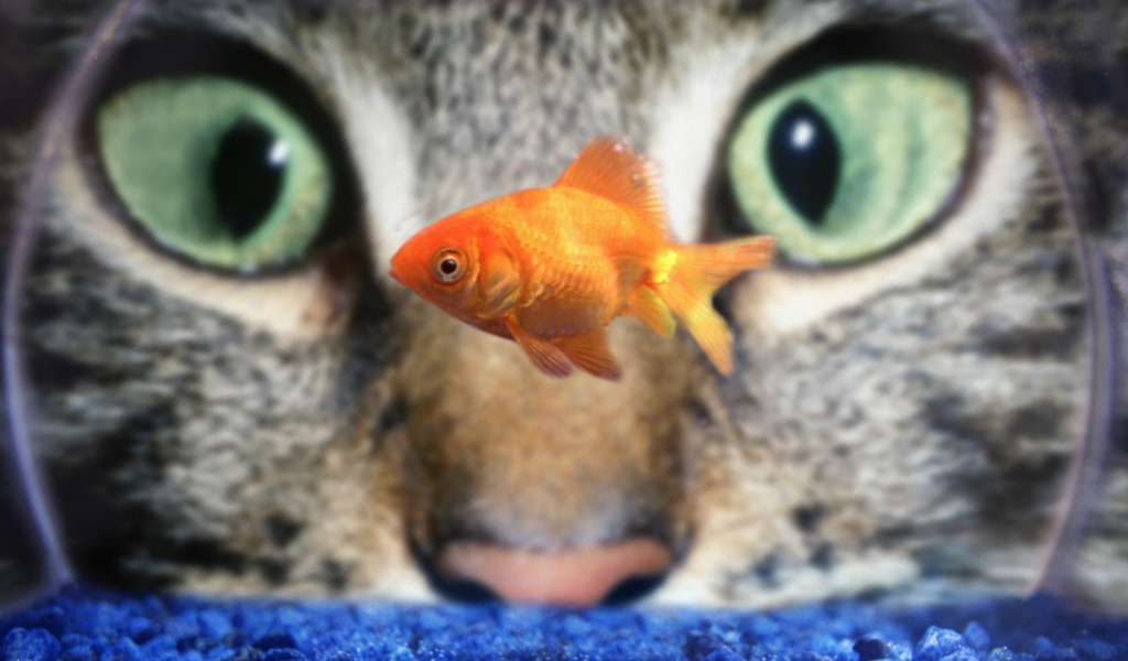 Кот наблюдает за рыбкой в аквариуме