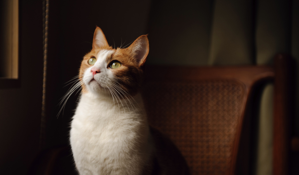 Кот на кресле