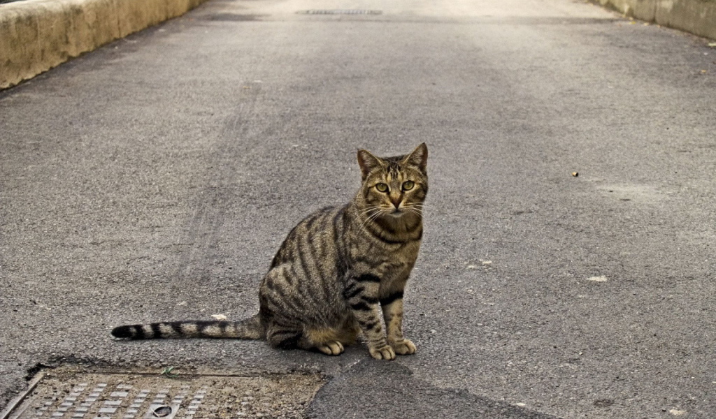The cat sits on the road