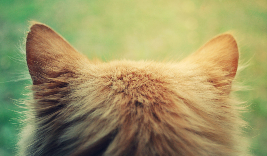 Затылок кошки