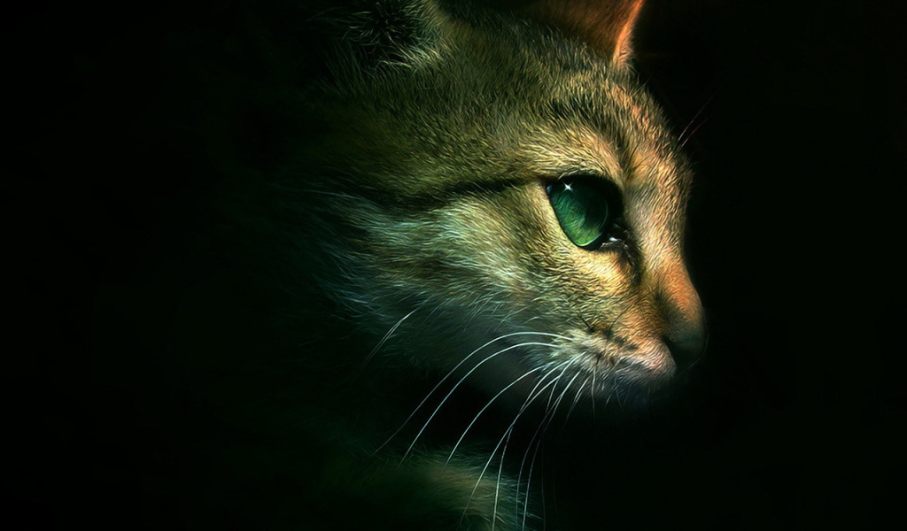 Голова кота на черном фоне