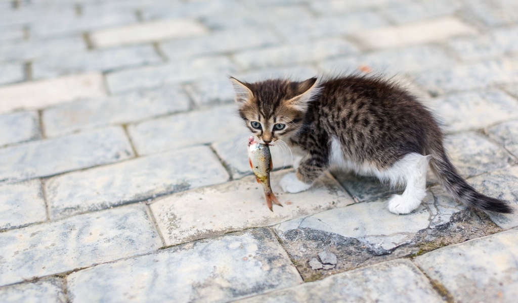 Котенок несет в зубах рыбку
