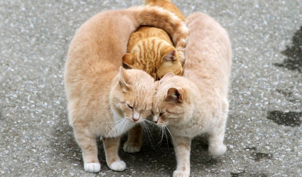 Настоящий рыжий трикотаж