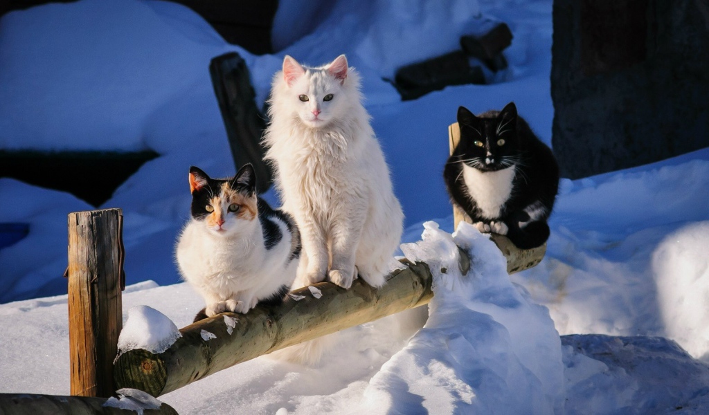 Три кота на деревянном заборе