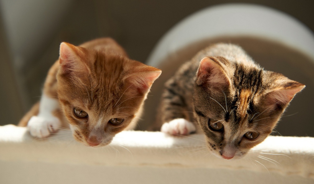 Два брата коты