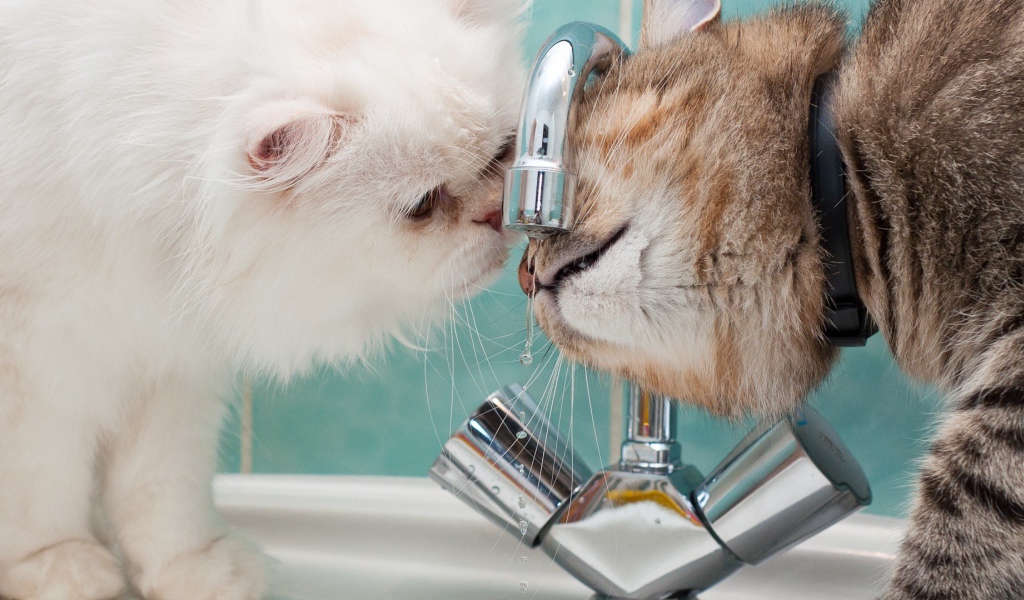 Два кота пьют воду из под крана