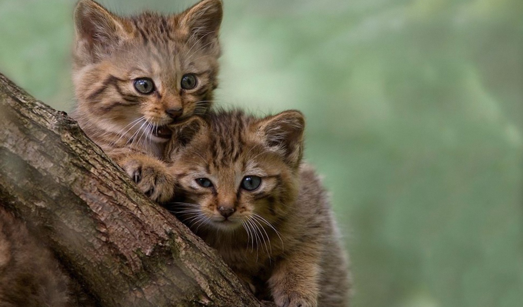Два котенка на дереве