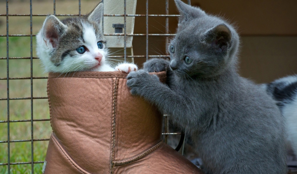 Два котенка играют в ботинке