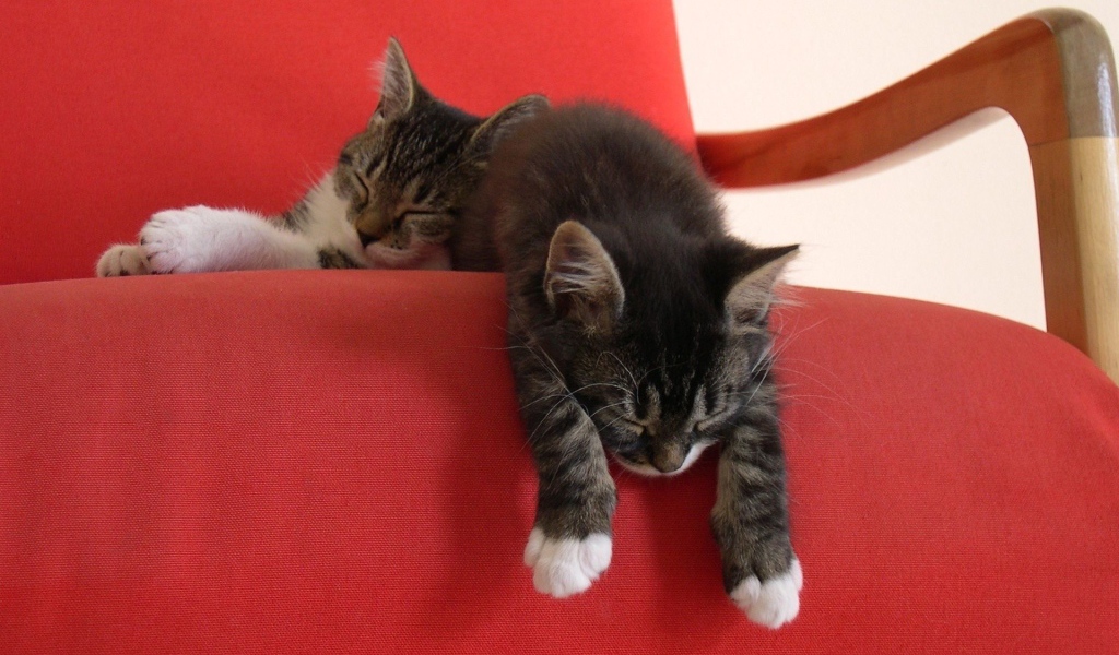 Два ленивых котенка на красном кресле