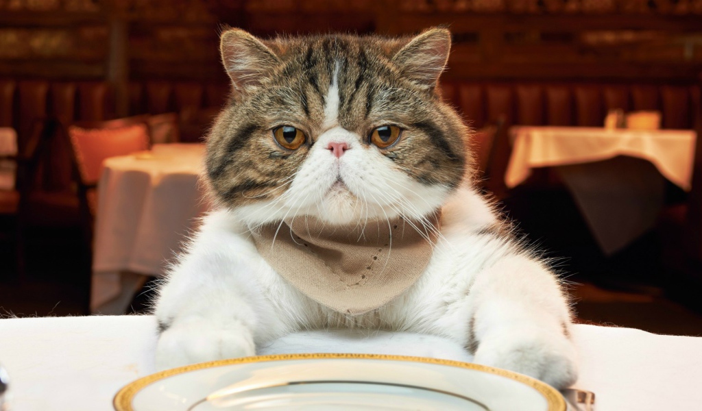 Недовольный кот за столом