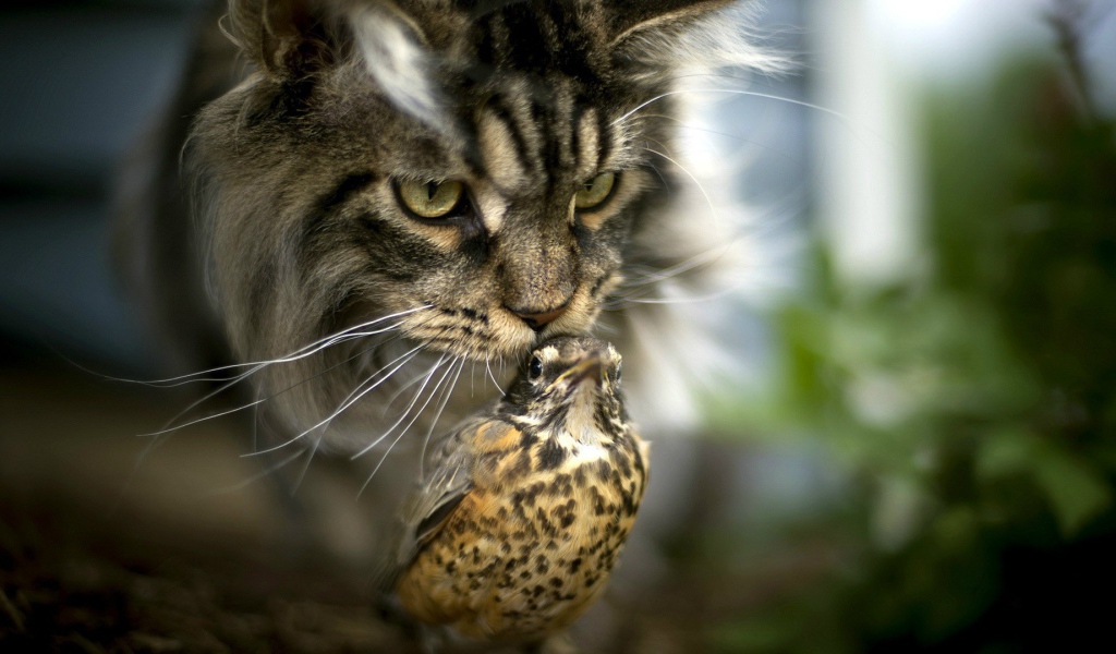 Необычная дружба кота и птицы