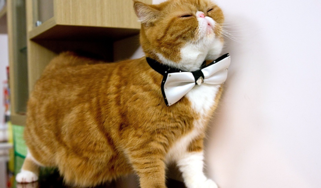 Белая бабочка на рыжем коте