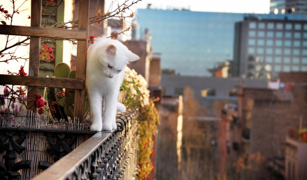 Белый кот на краю балкона