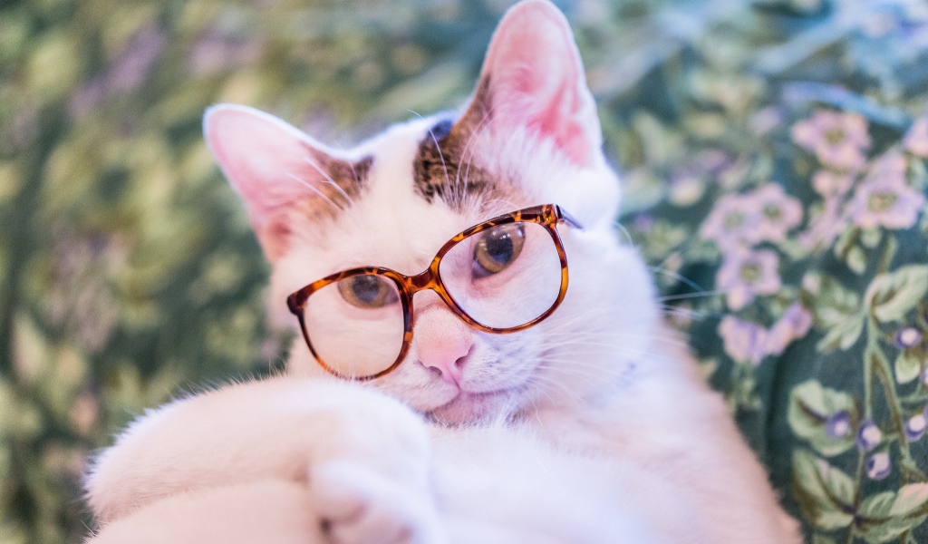 Белый кот в очках