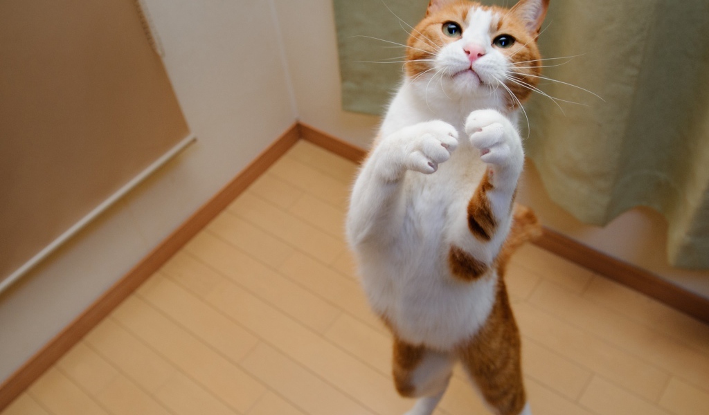 Бело рыжий кот на задних лапах