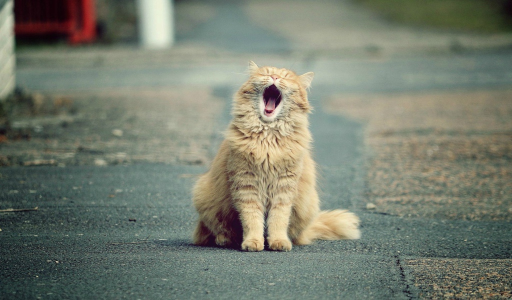 Зевающий рыжий кот на дороге