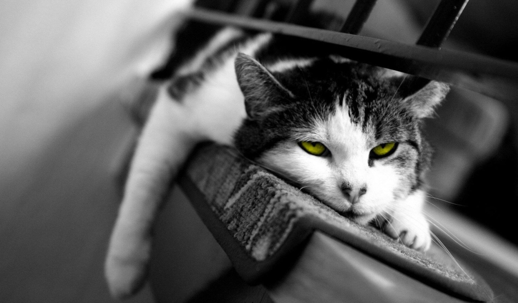 Желтоглазый ленивый кот