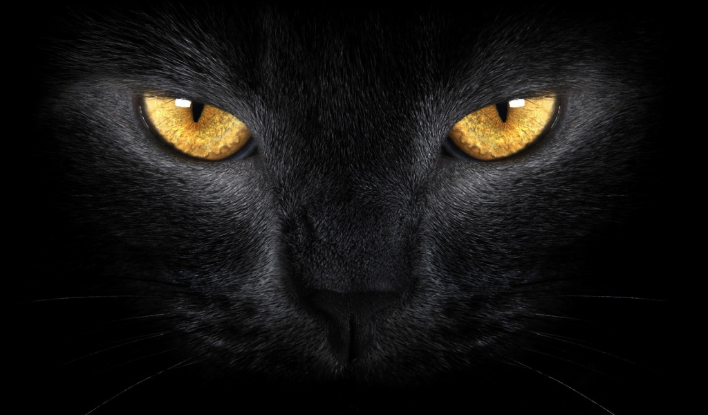 Желтые глаза большого черного кота