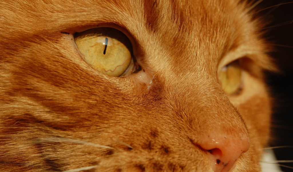 Желтые глаза рыжего кота