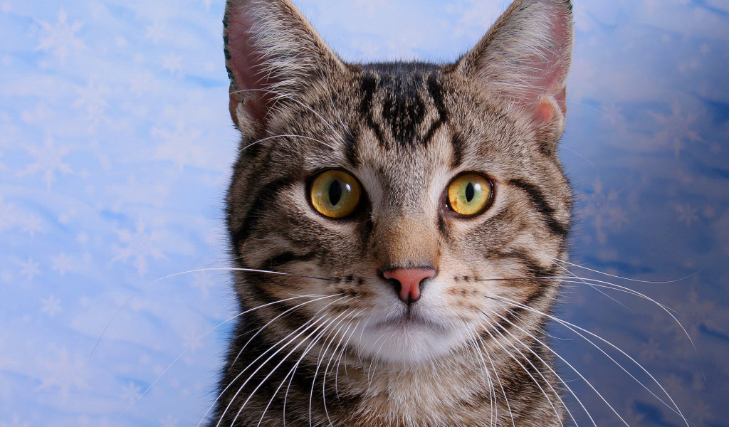 Кот с эмблемой на лбу