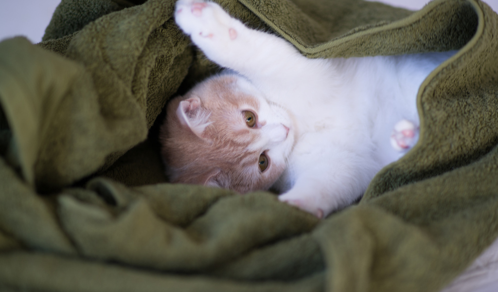 Котенок в зеленом полотенце