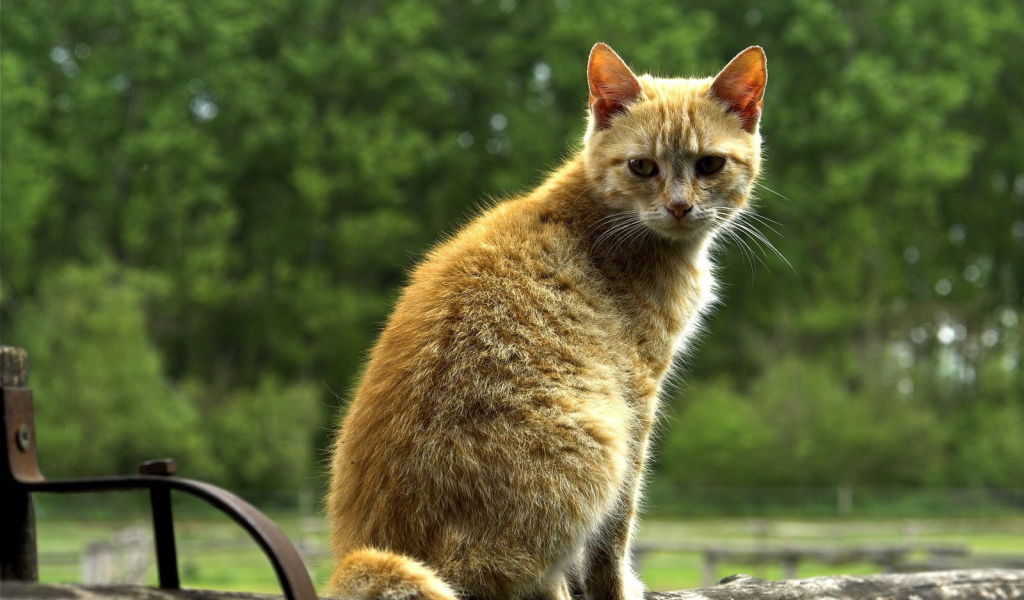 Рыжий кот на бревне