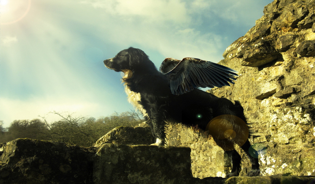 A dog with wings