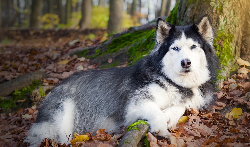 Черно белая собака лежит под деревом