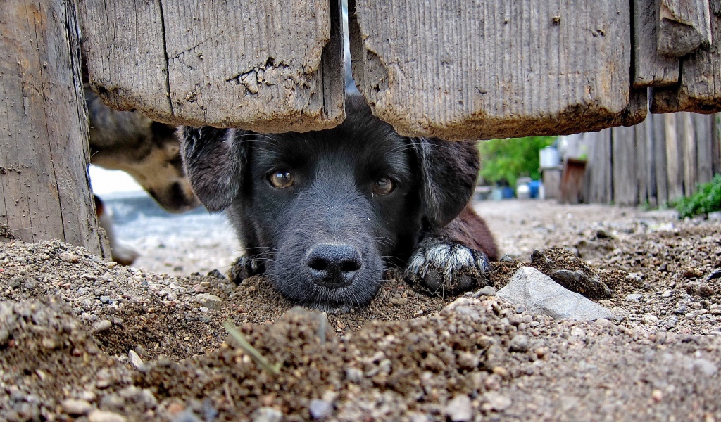 Черный пес за забором