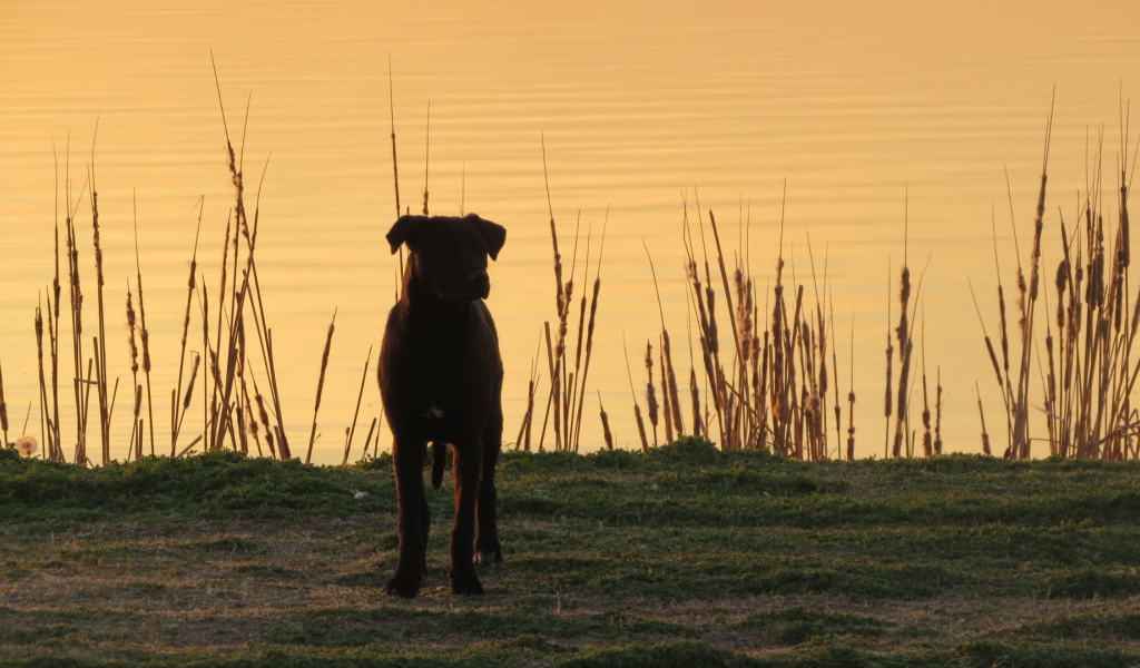 Черный пес на берегу озера