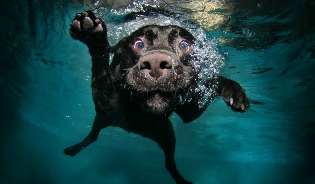 Черная собака под водой