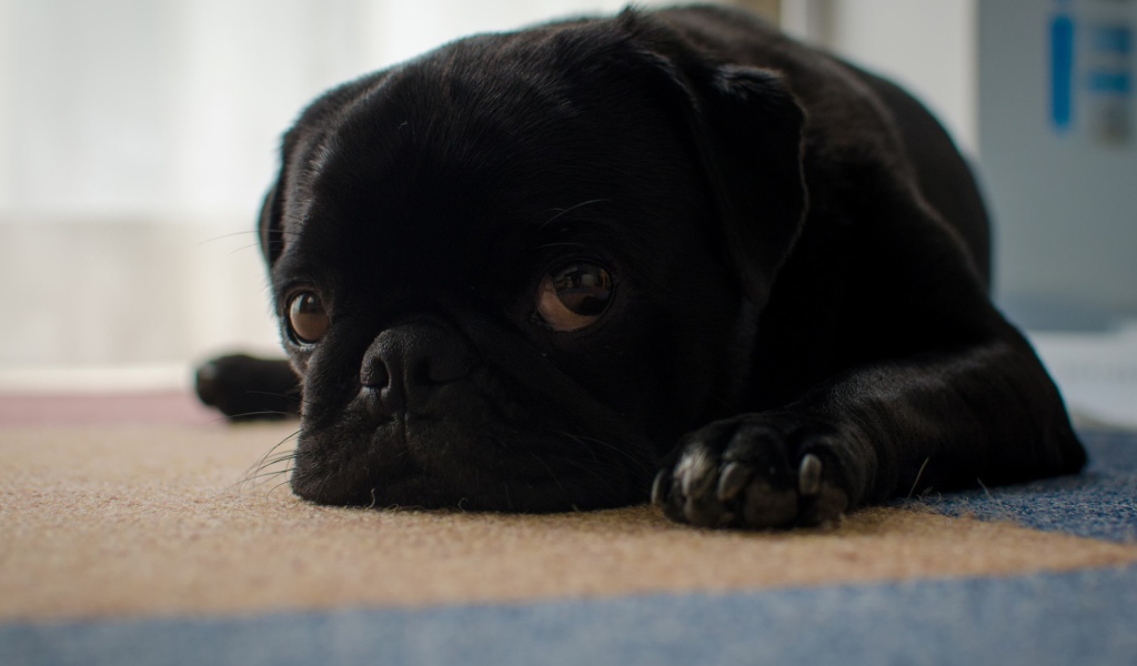 Грустный черный щенок мопса лежит на полу