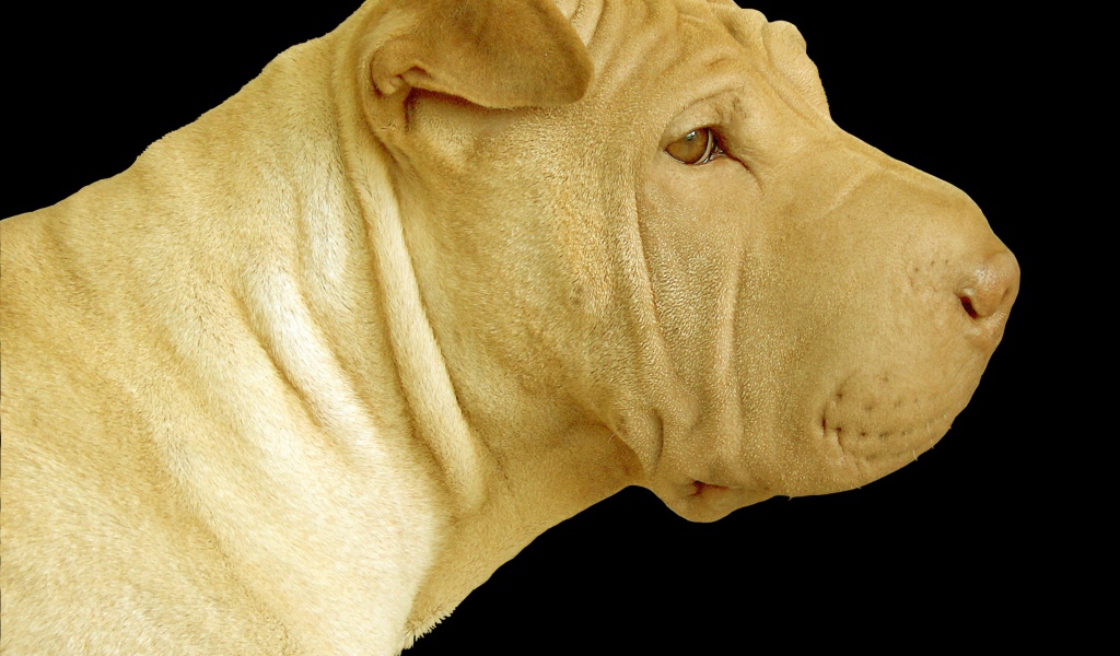 Светлый шарпей на черном фоне