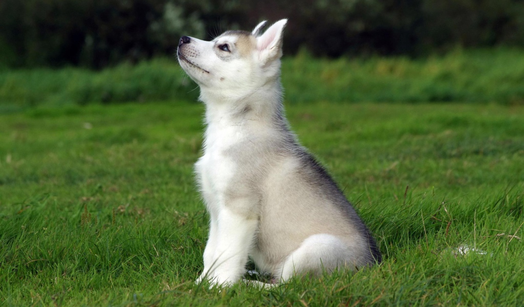 Голубоглазый щенок смотрит на верх