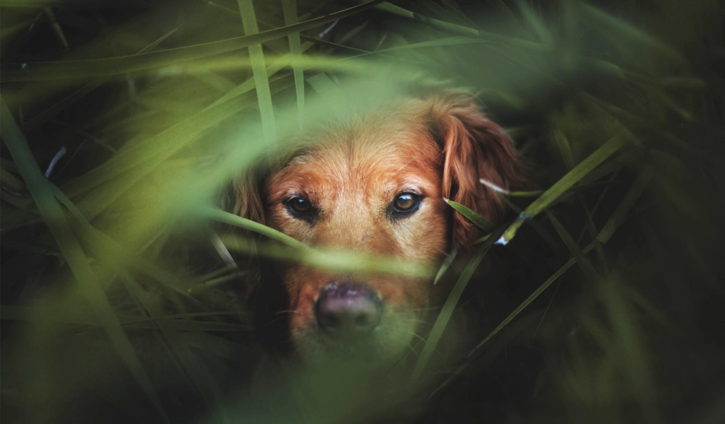 Коричневый пес в густой зеленой траве