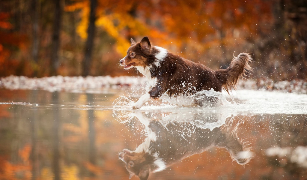 Коричневая собака бежит по воде