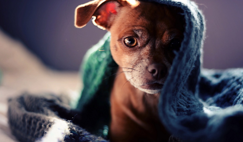 Коричневый щенок под полотенцем