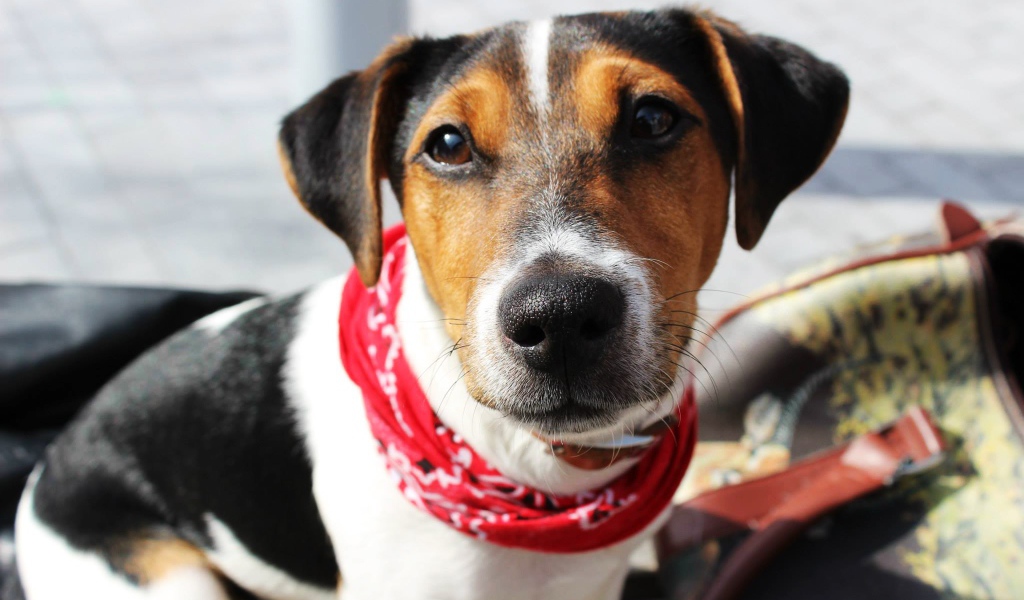 Милый домашний пес