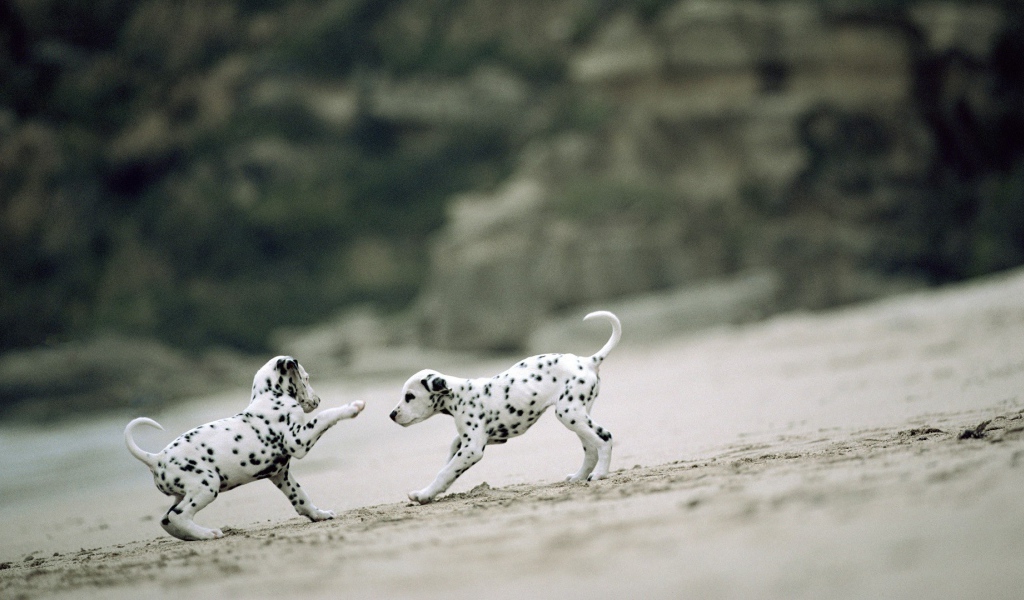 Щенки далматинца играют на пляже