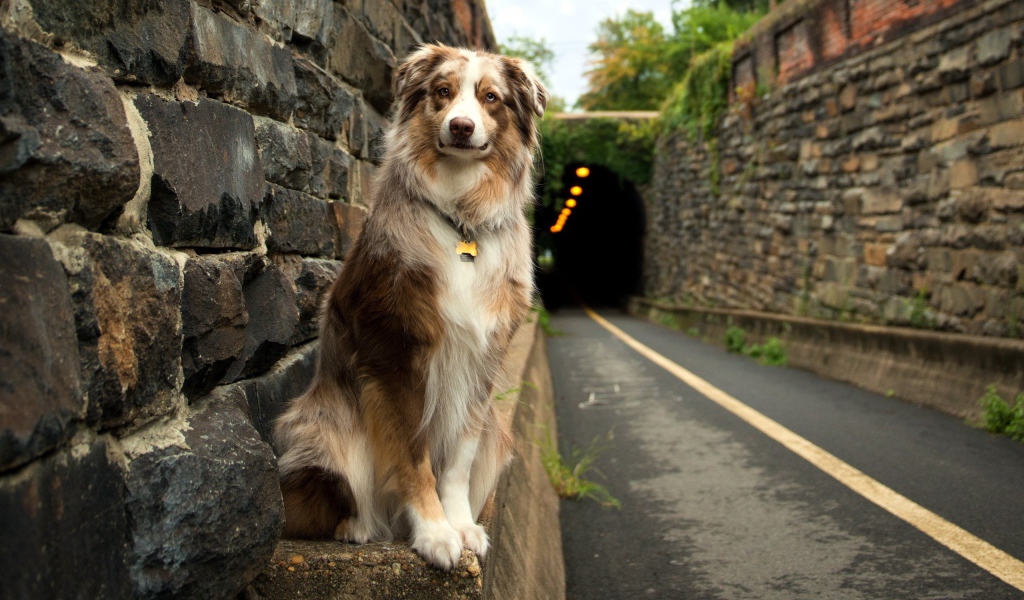 Собака у входа в тоннель