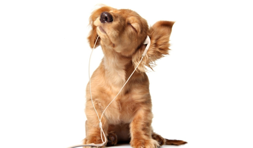 Собака увлеченно слушает музыку в наушниках