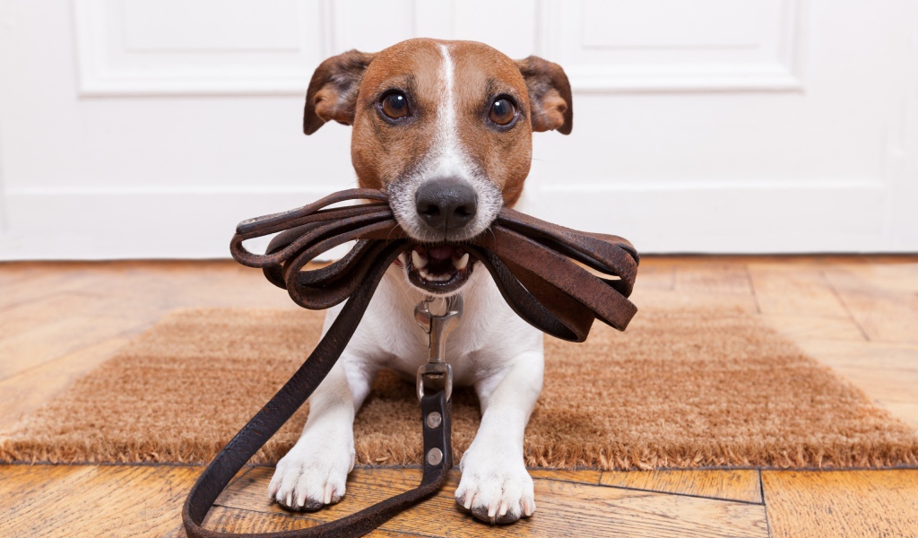 Собака держит поводок в зубах