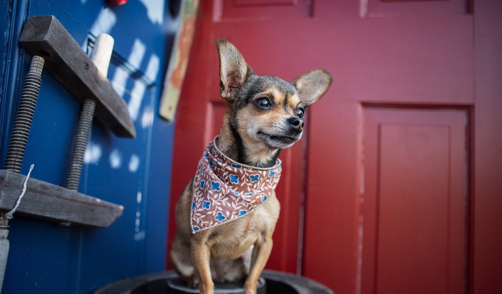 Собака в нашейном платке