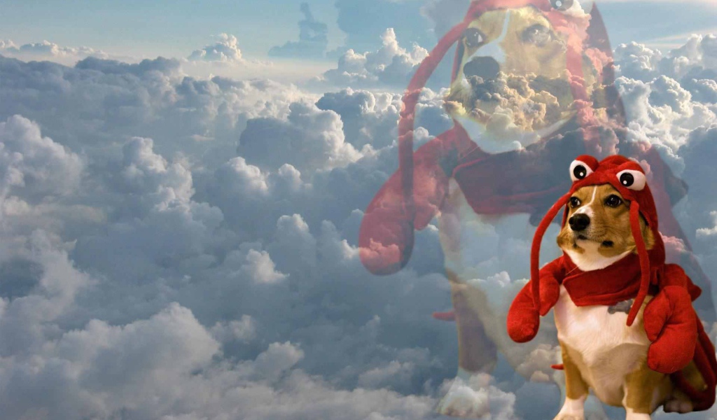 Собака в забавном наряде на фоне облаков