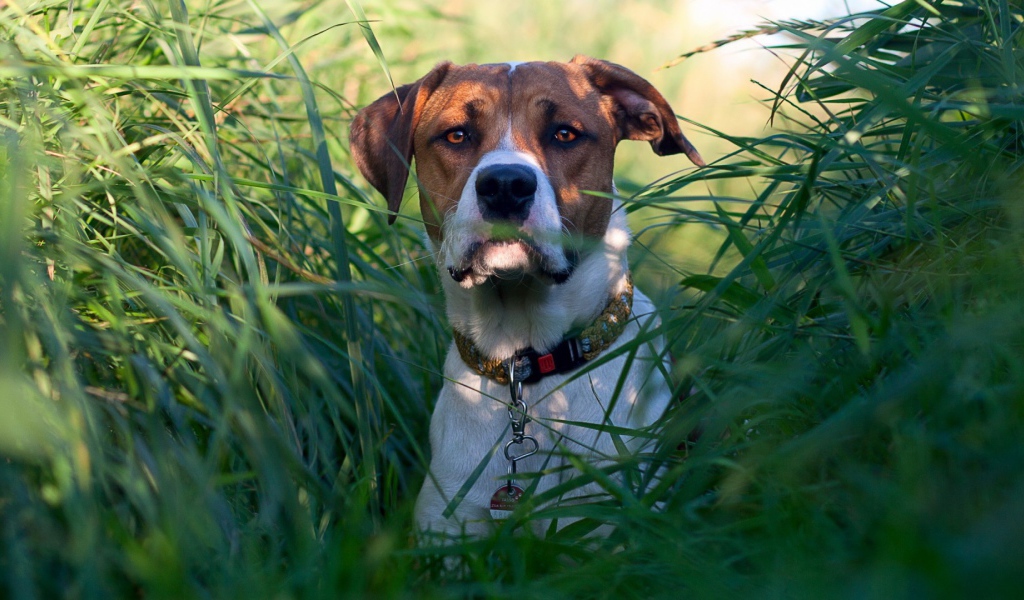 Собака в зеленых зарослях травы