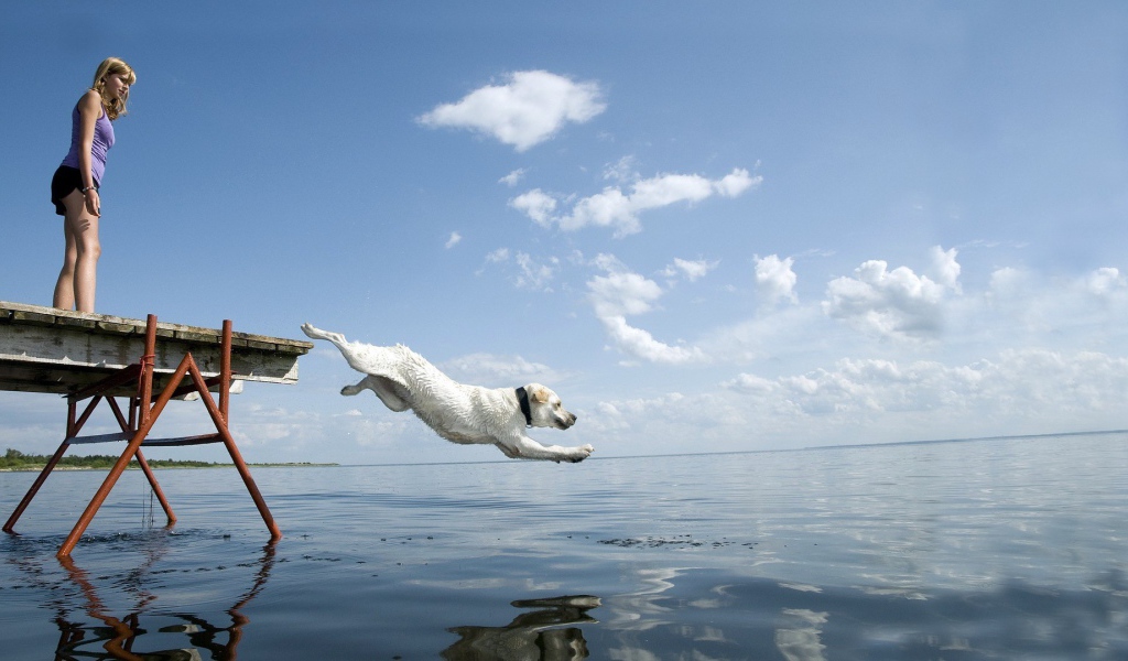 Собака прыгает в воду