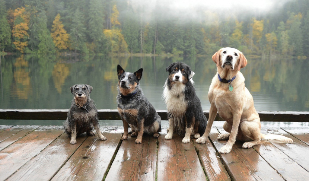 Собаки сидят на деревянном помосте у водоема
