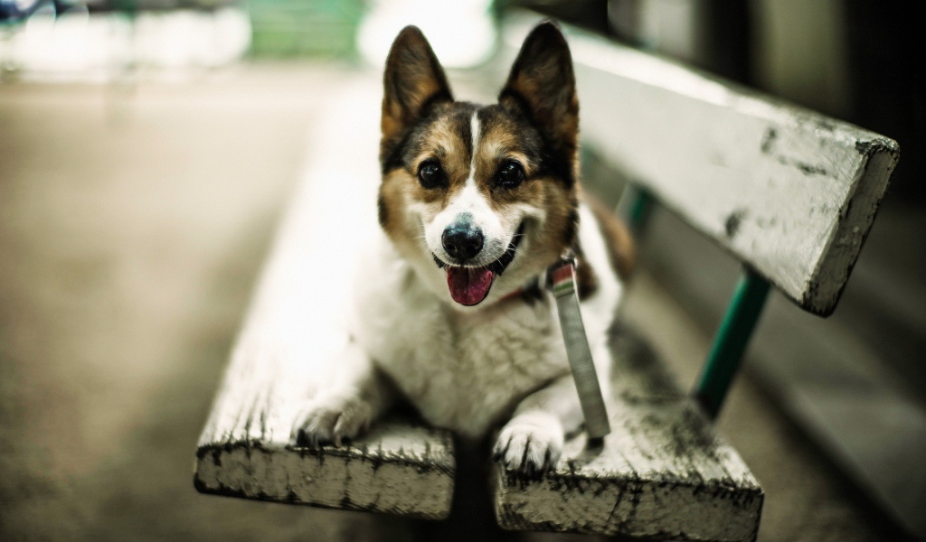 Собака улыбается сидя на скамье